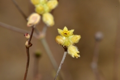 Eriogonum havardii