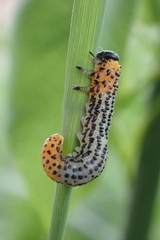 Euura salicis