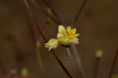 Eriogonum havardii