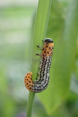 Euura salicis