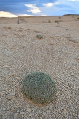 Eriogonum havardii
