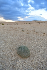 Eriogonum havardii