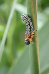 Euura salicis