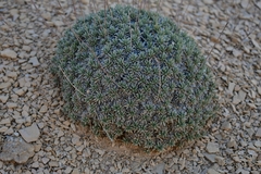 Eriogonum havardii