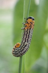 Euura salicis