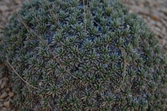 Eriogonum havardii