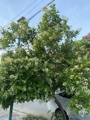 Ehretia tinifolia