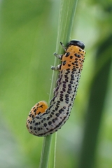 Euura salicis