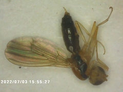 Diptera