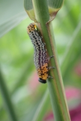 Euura salicis
