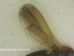 Diptera