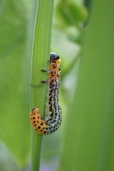 Euura salicis