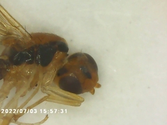 Diptera