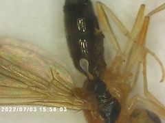 Diptera