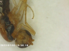 Diptera