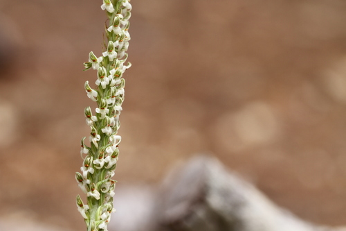 Image of Platanthera yadonii by (c) Nicholas Wei, some rights reserved (CC BY-SA)