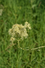 Thalictrum lucidum