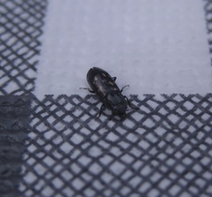 Glischrochilus vittatus