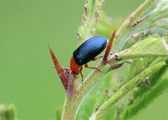 Phrynocepha pulchella