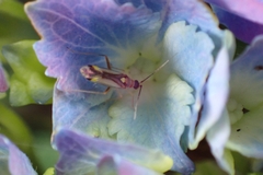 Campyloneura virgula