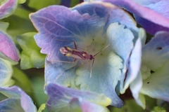 Campyloneura virgula