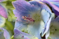 Campyloneura virgula
