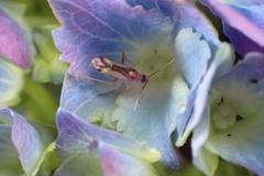 Campyloneura virgula