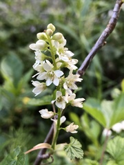 Ribes hudsonianum petiolare