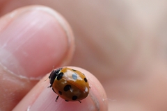 Coccinella septempunctata