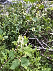 Ribes hudsonianum petiolare