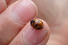 Coccinella septempunctata