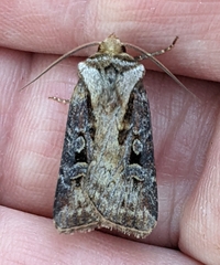 Agrotis vancouverensis