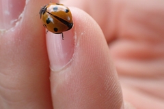 Coccinella septempunctata