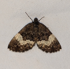 Spargania luctuata