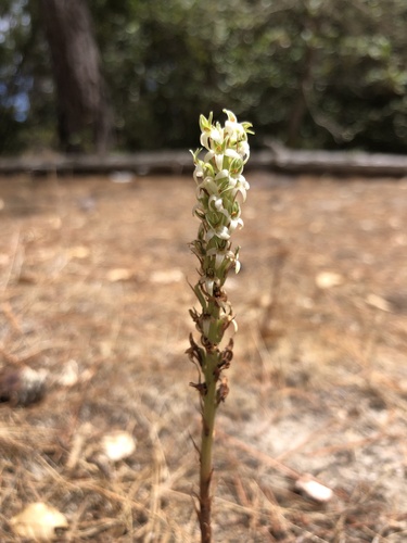 Image of Platanthera yadonii by (c) Nicholas Wei, some rights reserved (CC BY-SA)