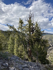 Pinus longaeva