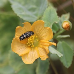 Acmaeodera mixta