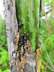 Cephalotes goniodontus