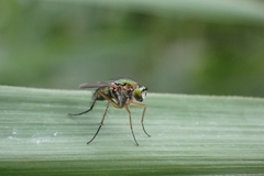 Poecilobothrus nobilitatus