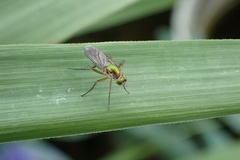 Poecilobothrus nobilitatus