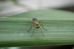 Poecilobothrus nobilitatus