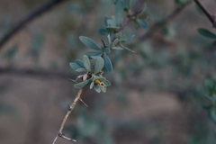 Lycium puberulum berberioides