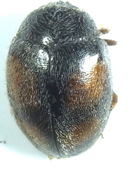 Nephus quadrimaculatus
