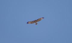 Buteo jamaicensis