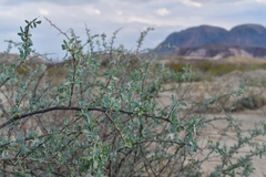 Lycium puberulum berberioides