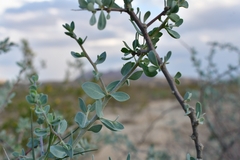 Lycium puberulum berberioides