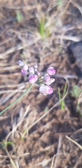 Allium anisopodium