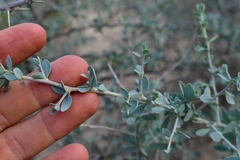 Lycium puberulum berberioides