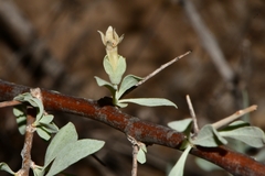 Lycium puberulum berberioides