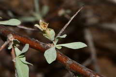 Lycium puberulum berberioides